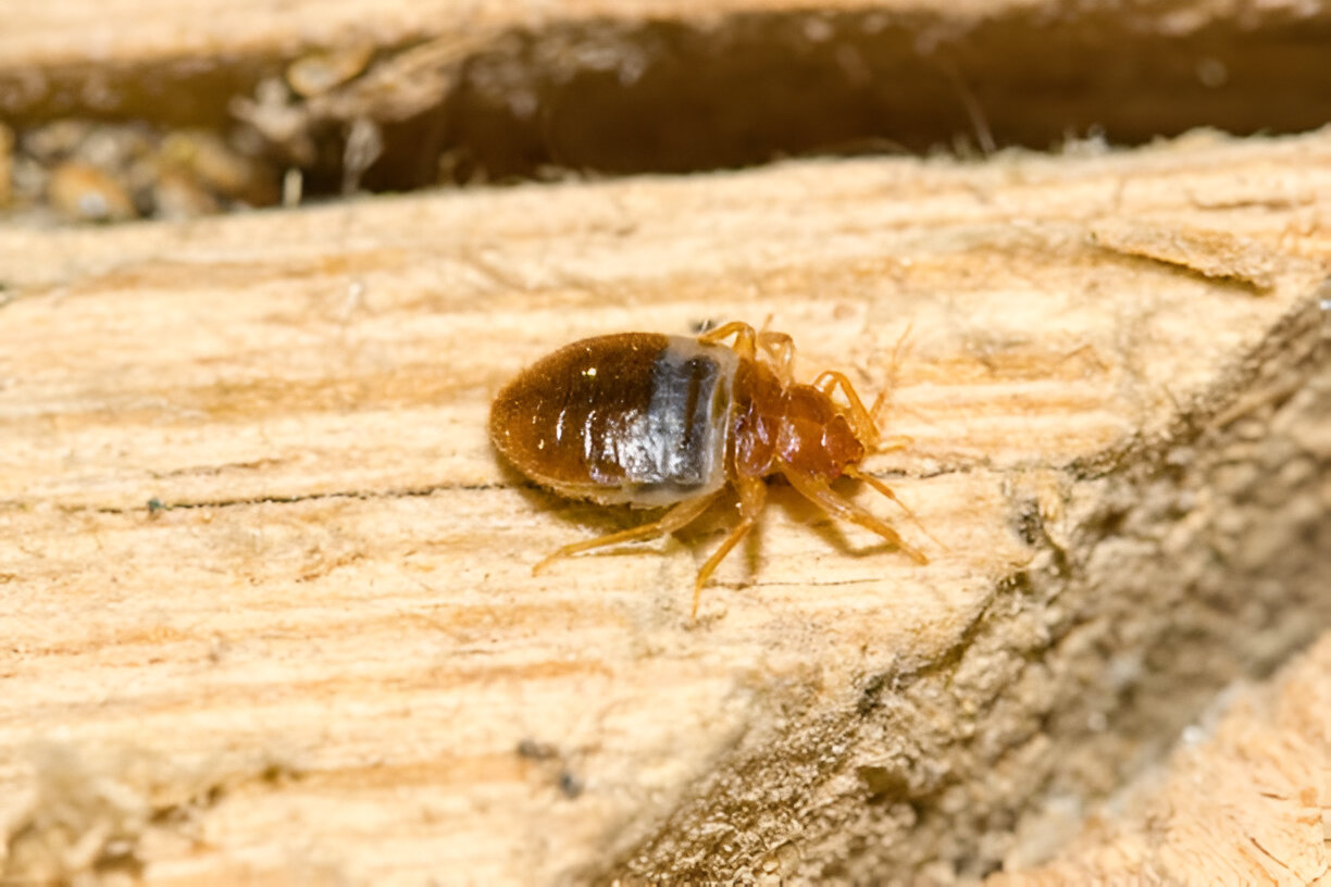 Bed Bugs Control